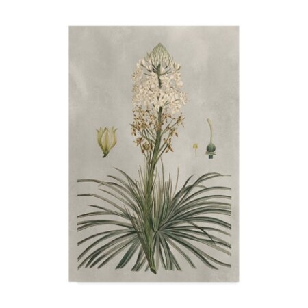 Trademark Fine Art Pancrace Bessa 'Ua Ch Tropical Varieties Iii' Canvas Art, 12x19 WAG07913-C1219GG